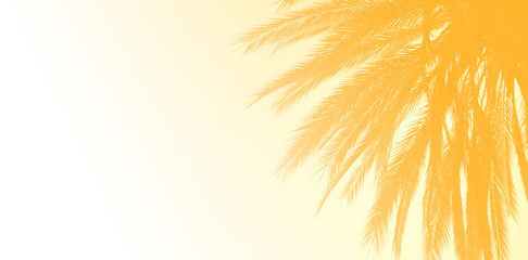 palm trees background - 316636608