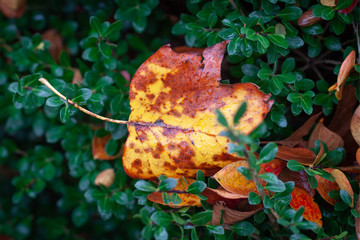 Poplar at Rest