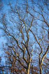 tree in autumn