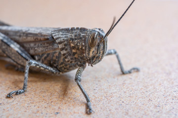 Close view of a grasshopper