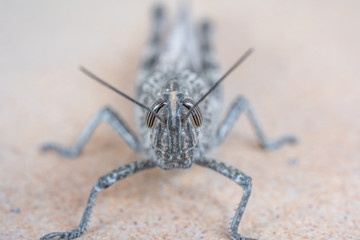 Close view of a grasshopper