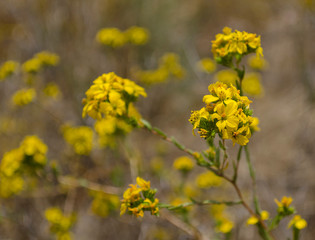 Yellow flowers survives Autumn