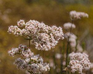White little flower on the grass