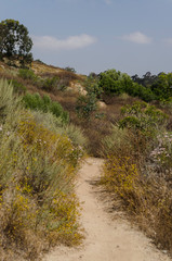 A path surrounded by flowers in the mountains