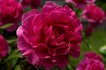 Pink Chinese rose facing the sun 