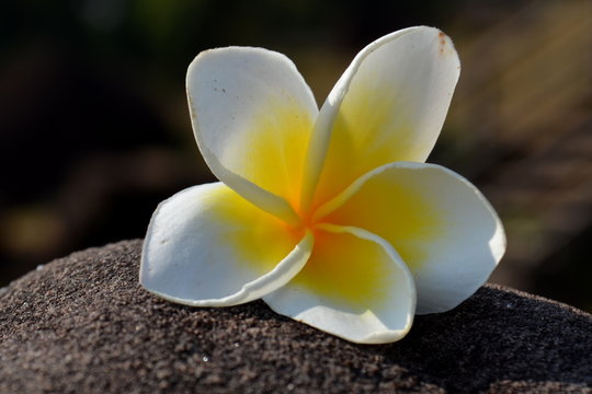 Beautiful white plumeria rubra flower isolated on a rock. Typical white spa flower
