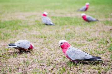 Rose-breasted cockatoos eating on grass