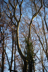 trees and sky