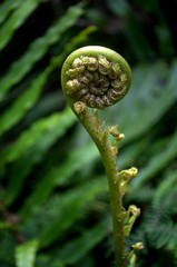 Wood Fern, Silver Fern growing. A famous plant of New Zeland. Koru Symbol at Maori Culture.