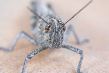 Close view of a grasshopper