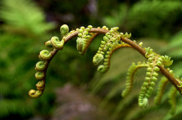 SIlver Fern growing process in nature. .A symbol for Maori culture.