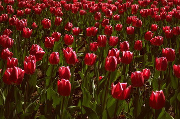 Pink tulips growing at Botanic Garden , Wellington City, New Zeland