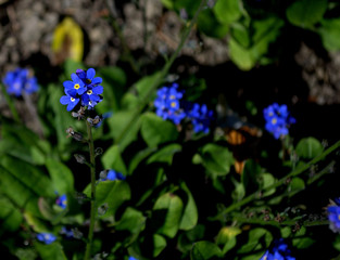 Blue, purple flower, dont forget me alpine flower, Myosotis Alpestris
