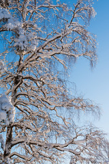 Winter forest, tall snowy birch tree covered with snow against blue sky