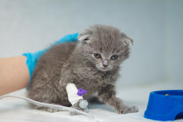 Russian Blue cat, receiving blood transfusion. Adult cat with bandaged leg, at the veterinary hospital