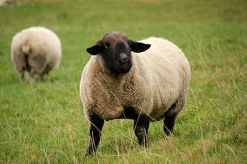 cute white sheep in a black head and ears grazes in a green meadow close-up
