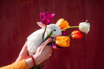 Easter bunny rabbit. Easter background with whiti cute rabbit. Woman holding bunny rabbit. Copy...