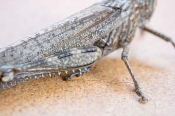 Close view of a grasshopper