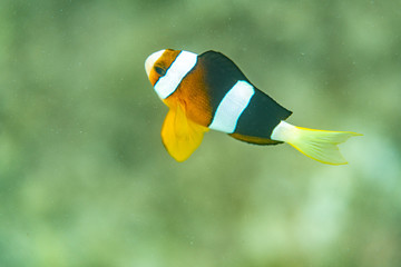 Unterwasseraufnahmen: Fische, Korallen © formgefuege