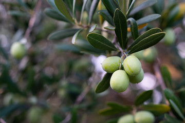 Branch of olive tree with fruits and leaves, bokeh background
