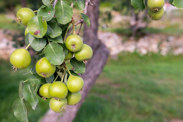 Three green pears with leafs on the branch