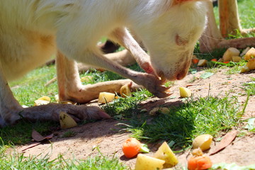 White Kangaroo in Australia