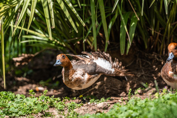 Duck stand next to a pond or lake with bokeh background cleaning feathers wet funny walking quack
