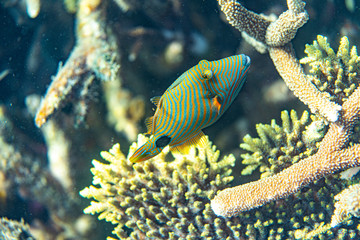 Unterwasseraufnahmen: Fische, Korallen