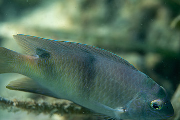 Unterwasseraufnahmen: Fische, Korallen