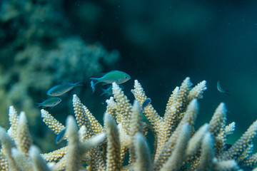 Unterwasseraufnahmen: Fische, Korallen