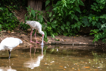 White birds, long legs, living in the pond at the park eating