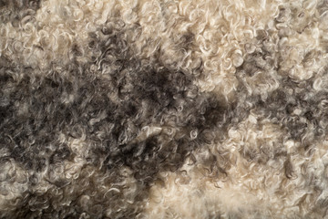 White  and black wool texture background. Natural fluffy fur sheep wool skin texture.  wool coat, beige color carpet, close-up macro, for background and wallpaper