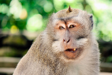 Close Up von Affe in Indonesien