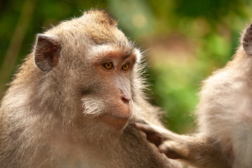 Close Up von zwei Affen in Indonesien