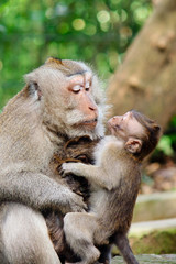 Mama und Baby Affe küssen in Indonesien