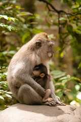 Mama und Baby Affe in Indonesien