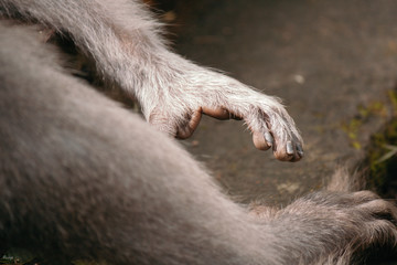 Close Up von Fuß von Affe in Indonesien