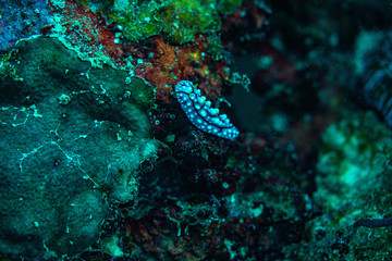 Unterwasseraufnahmen: Nudibranch, Korallen