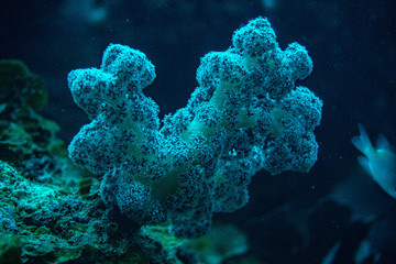 Fototapeta na wymiar Unterwasseraufnahmen: Fische, Korallen