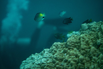 Unterwasseraufnahmen: Fische, Korallen