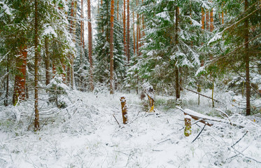 Beautiful winter wild forest, pine snowy forest in winter.