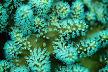 Unterwasseraufnahmen: Fische, Korallen