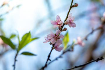 Sakura flowers blooming blossom in Chiang Mai, Thailand