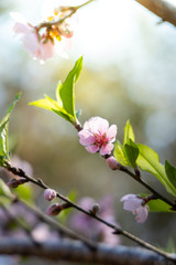Fototapeta na wymiar Sakura flowers blooming blossom in Chiang Mai, Thailand
