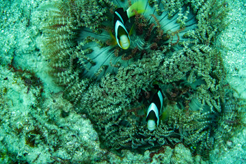 Unterwasseraufnahmen: Fische, Korallen