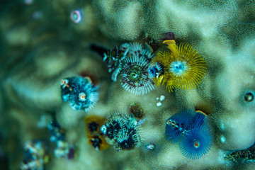 Unterwasseraufnahmen: Fische, Korallen