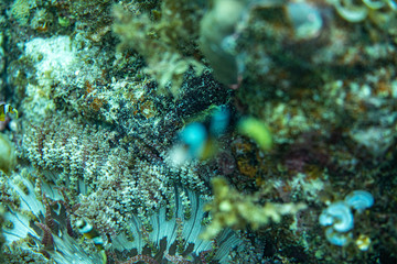 Unterwasseraufnahmen: Fische, Korallen