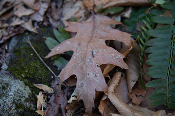 leaf