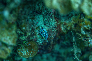 Unterwasseraufnahmen: Fische, Korallen