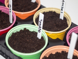 pots with seedlings. a tag with the name of the plant stuck in the ground. lettering on the tag - tomato
